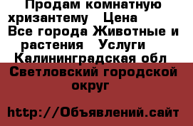 Продам комнатную хризантему › Цена ­ 250 - Все города Животные и растения » Услуги   . Калининградская обл.,Светловский городской округ 